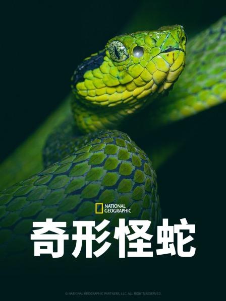 黑爆料《奇形怪蛇》免费在线观看